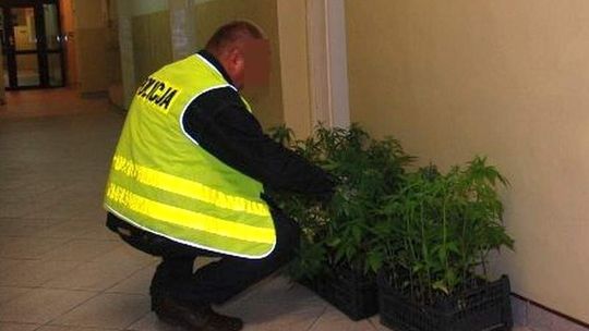 Podlewał sadzonki, kiedy weszła policja. Plantacja konopi zlikwidowana