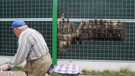 Podpalają ekrany przy nowych drogach, kradną znaki. Najgorzej jest w weekendy