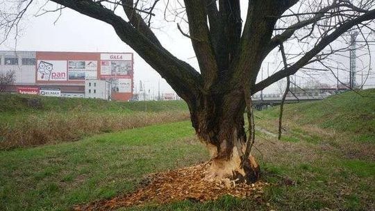 Podpatrzone w Lublinie. Bobry zajęły się drzewem nad Bystrzycą