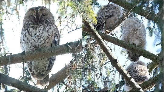 Podpatrzone w Ogrodzie Saskim w Lublinie: Młode puszczyki już latają