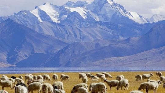 Podróżnicy z Konopnicy. 7110 kilometrów \"Zielonym Osiołkiem” po Indiach