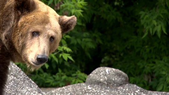 Podtapiał niedźwiedzicę w warszawskim ZOO. 23-latek usłyszał zarzuty [WIDEO]