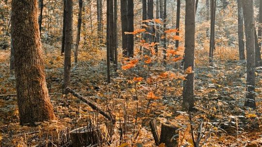 Pogoda: Coraz chłodniejszy tydzień