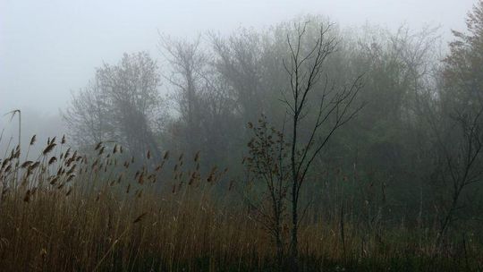 Pogoda: Mglisty poranek, pochmurny dzień