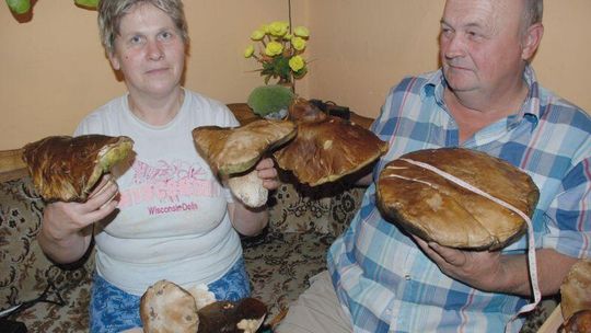 Pogoda na grzyby: Czas prawdziwków 