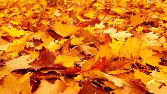 Pogoda: Piątek z przelotnym deszczem na wschodzie