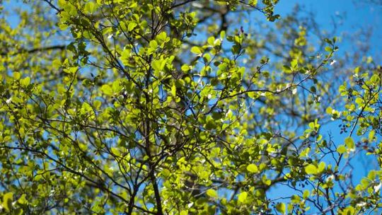 Pogoda: Prawdziwa wiosna coraz bliżej