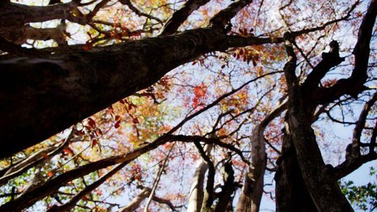 Pogoda: Śnieg dopiero pod koniec listopada