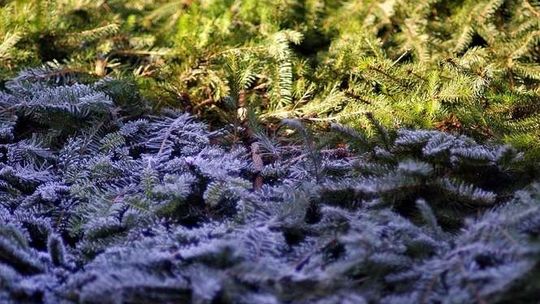 Pogoda: Synoptycy zapowiadają przymrozki