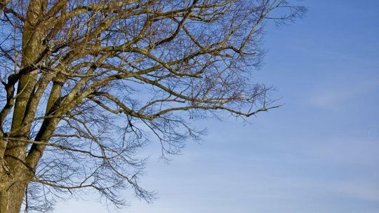 Pogoda w Lublinie w sobotę 10 grudnia (prognoza)
