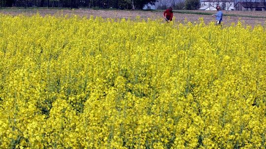 Pogoda w sobotę. Ma być ciepło i dość pogodnie. Kiedy będzie padać?