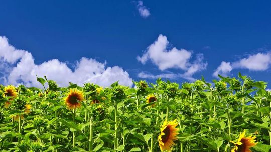 Pogoda: W weekend słońce, ale przed i po będzie padało