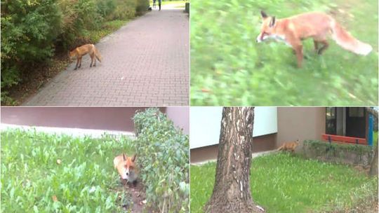 Pogoń za lisem na Czechowie. Lekarz czeka na zgodę na umieszczenie klatki (wideo)