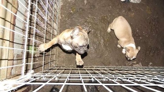 Pogotowie dla Zwierząt odebrało psy warte 40 tys. zł. Rolnik zgłosił sprawę do prokuratury