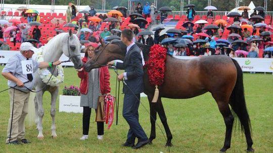 Pogrom czempionem Polski i najlepszym koniem pokazu w Janowie Podlaskim
