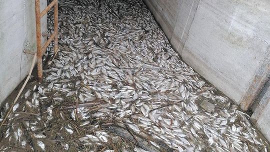 Pogrom leszczy w Nieliszu. Polski Związek Wędkarski w Zamościu wskazuje: „To wina kłusowników”