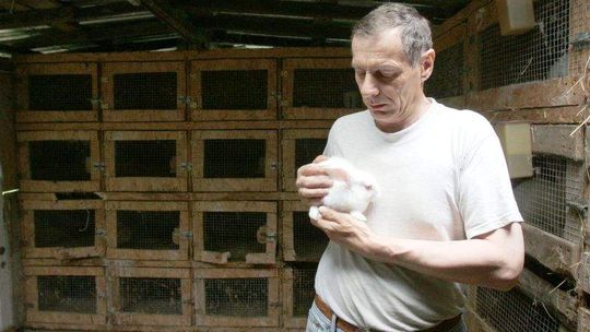 Pogrom w królikarni pod Wojciechowem. Co mogło zabić zwierzęta? (wideo)