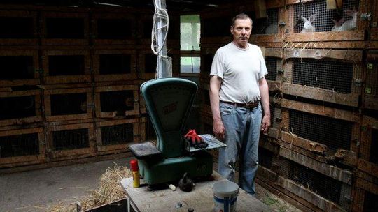 Pogrom w królikarni pod Wojciechowem. Trop wskazuje na psy