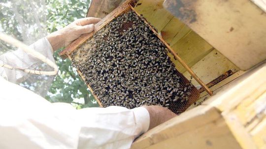 Pogrom w ulach. Pszczoły giną, będą odszkodowania