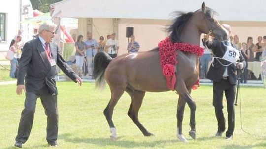 Pogrom zarobił i wraca do Janowa po 3 latach. "Zachwycił hodowców w USA"