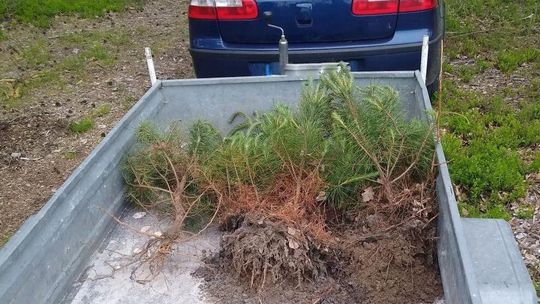 Pojechał do lasu kraść drzewka, które mógł dostać za darmo. Musiał je posadzić z powrotem