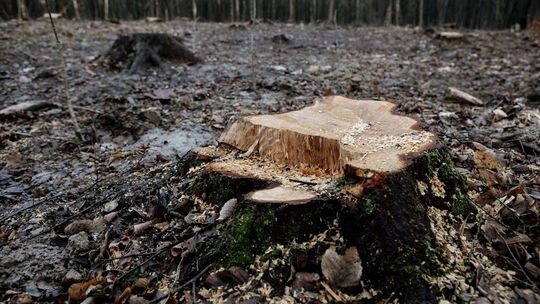 Pojechał do lasu. Tragiczny finał poszukiwań zaginionego mężczyzny