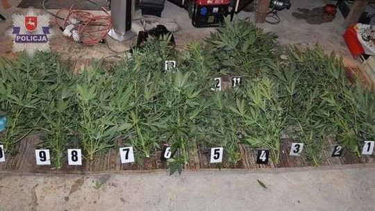 Pojechał z policjantami na działkę. A tam rosło kilkanaście krzaczków