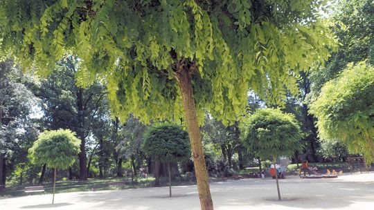 Pół miliona dla artystów. Najwięcej na sztukę kulinarną [lista dotacji]