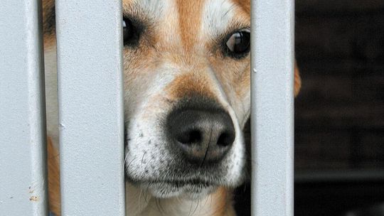 Pół miliona na pomoc zwierzętom w Puławach. Był wniosek o zmianę programu