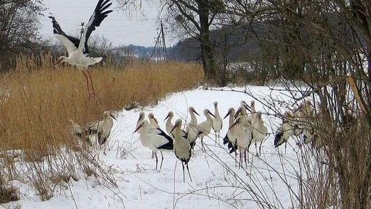 Pół wsi dokarmia stado bocianów, które zaskoczyła zima. "Ani myślą, żeby odlecieć"