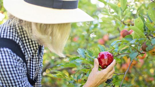 Polacy szukają pracy sezonowej za granicą. Głównie z powodu lepszych zarobków