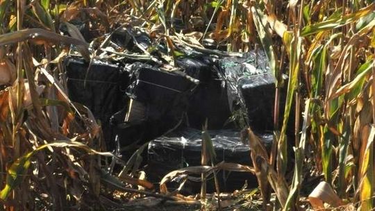 Pole kukurydzy, a na nim 14 tys. paczek papierosów