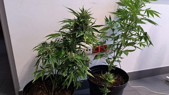 Pole kukurydzy i ogródek warzywny: tu próbował ukryć konopie