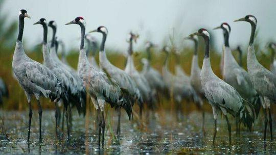 Polesie i Hortobágy: wędrówki żurawi pod okiem ekspertów 