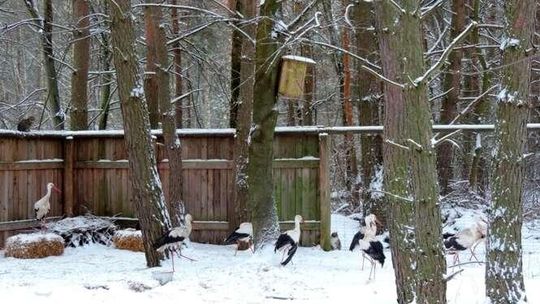 Poleski Park Narodowy: Kłusownicy nie odpuszczają