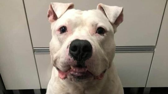 Policja ma Bandziora. To on był ofiarą