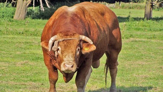 Policja nadal urządza obławę na groźne byki. To już tydzień