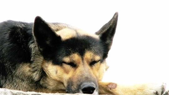 Policja w Puławach dostanie psiego funkcjonariusza