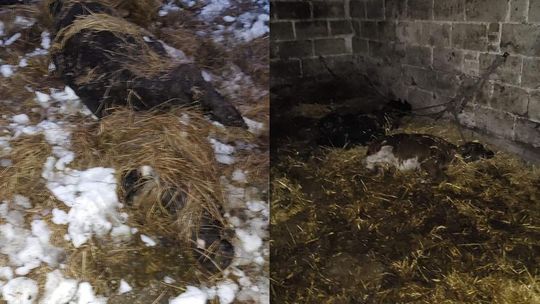 Policja wchodzi do gospodarstwa, a tam martwe cielaki uwiązane do ściany