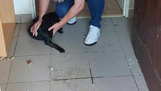 Policjanci i wolontariusze uratowali suczkę Daisy