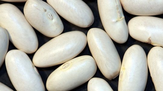 Policjanci odzyskali... fasolę