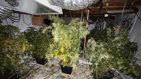 Policjanci rozbili plantację marihuany na Morawach. Zatrzymani to mieszkańcy Lublina