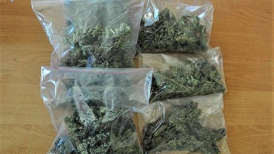 Policjanci weszli do dwóch mieszkań. Znaleźli trzy kilogramy marihuany