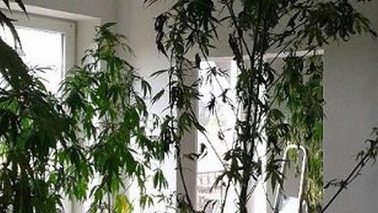 Policjanci zajrzeli na poddasze. A tam ogromne krzaki konopi