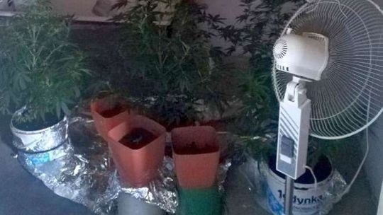 Policjanci zapukali do drzwi. Mieli wiadomość, że w mieszkaniu może być uprawa