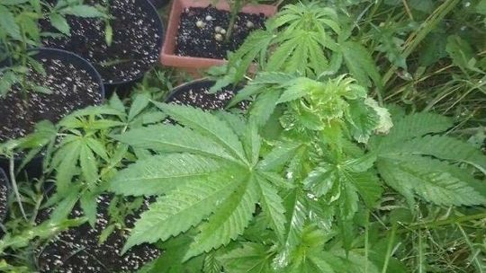 Policjanci zatrzymali 22-latka. Miał w "przydomowym ogródku" zakazane rośliny