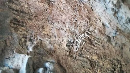 Policjanci zatrzymali ciężarówkę. Zdziwili się, jak zobaczyli opony