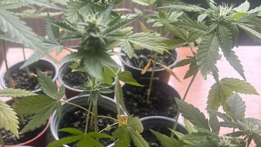 Policjanci zatrzymali kolejnych posiadaczy i sprzedawców narkotyków w województwie lubelskim