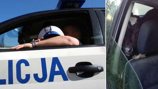 Policjanci zobaczyli zaparowane szyby w audi. Nie spodziewali się takiego pasażera