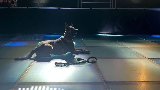 Policjant z Lublina i pies służbowy Tajga na międzynarodowych warsztatach w Słowacji